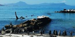 South African penguins at Stony Point Nature Reserve