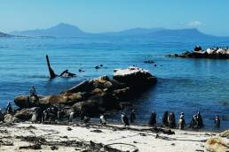 South African penguins at Stony Point Nature Reserve