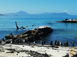 South African penguins at Stony Point Nature Reserve