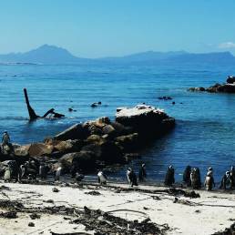 South African penguins at Stony Point Nature Reserve