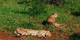 Cheetah brothers lying on open patch in Phinda Private Game Reserve