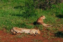 Cheetah brothers lying on open patch in Phinda Private Game Reserve