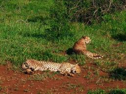 Cheetah brothers lying on open patch in Phinda Private Game Reserve