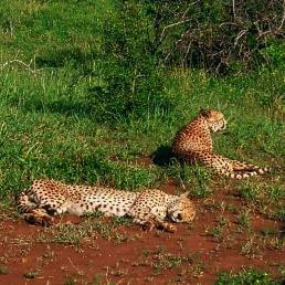 Cheetah brothers lying on open patch in Phinda Private Game Reserve