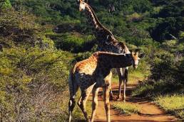 Two giraffes in the middle of the road in Phinda