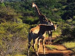 Two giraffes in the middle of the road in Phinda