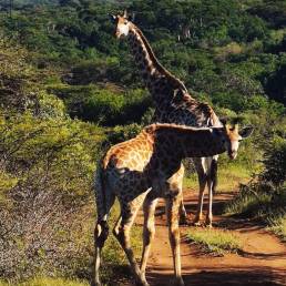 Two giraffes in the middle of the road in Phinda