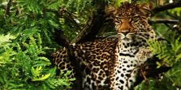 Leopard on top of a tree in Phinda