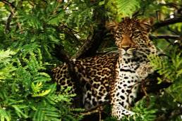 Leopard on top of a tree in Phinda