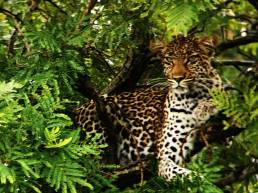 Leopard on top of a tree in Phinda